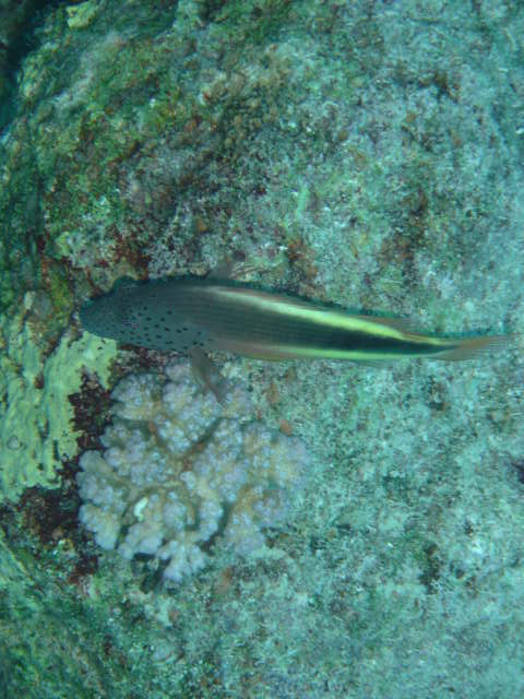DSC00291