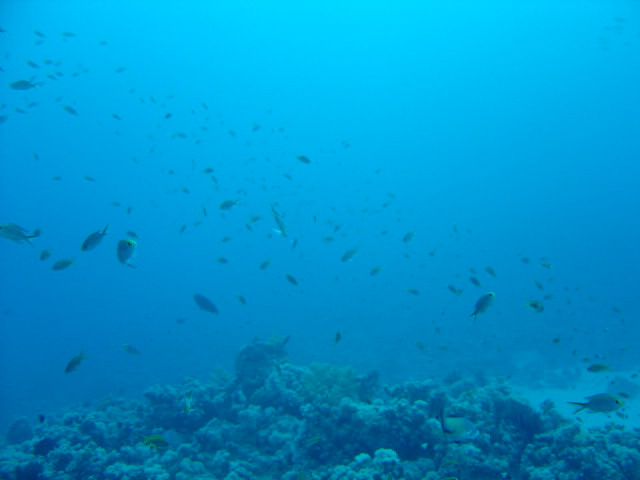 DSC00300