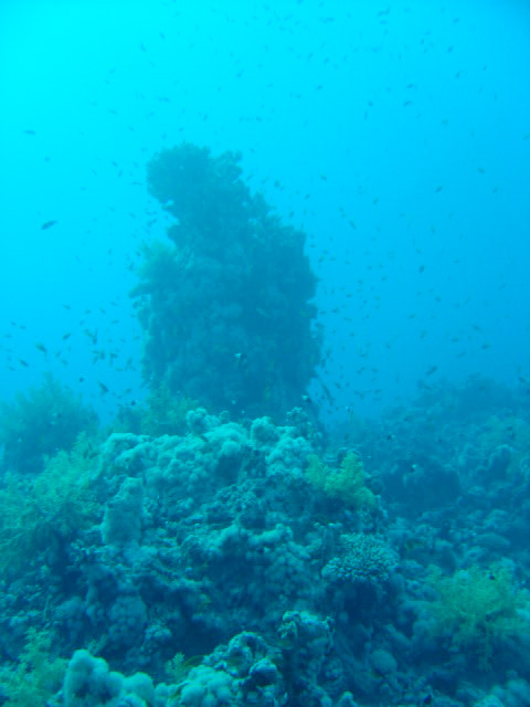 DSC00310