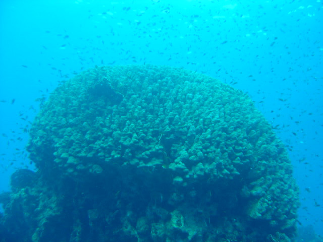 DSC00311