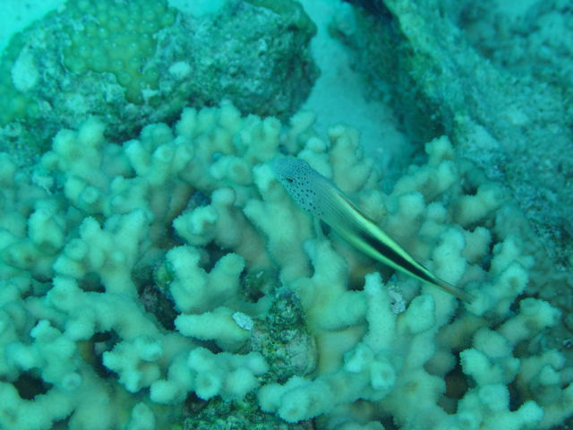 DSC00315