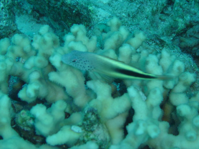 DSC00317