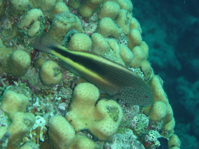 DSC00321