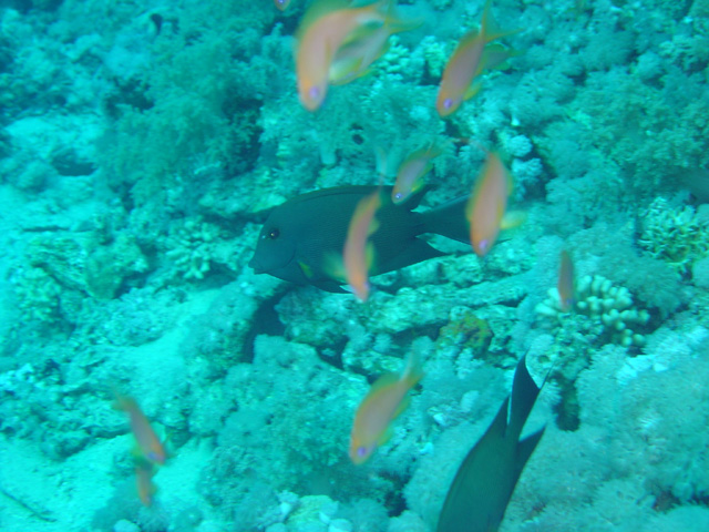 DSC00345