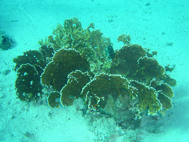 DSC00350