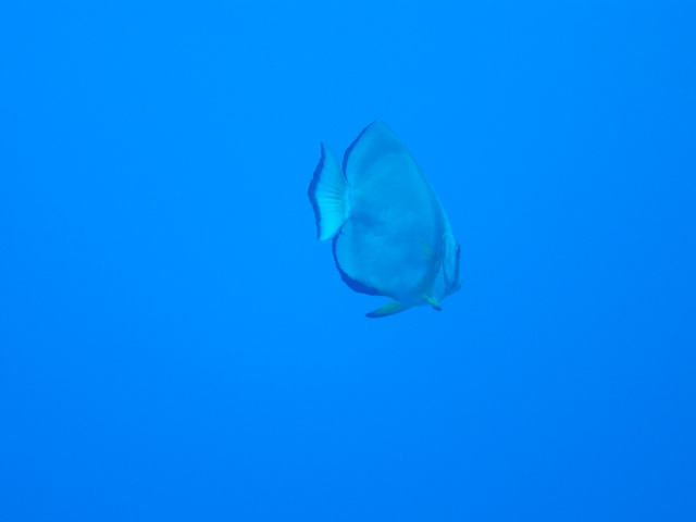 DSC00394