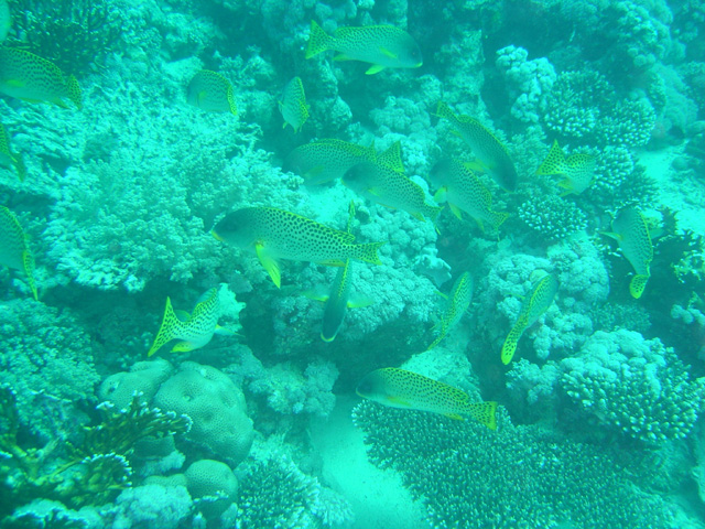 DSC00429