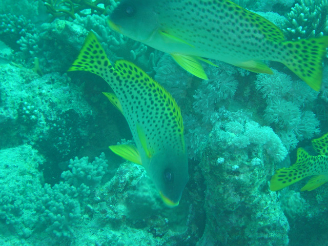 DSC00430