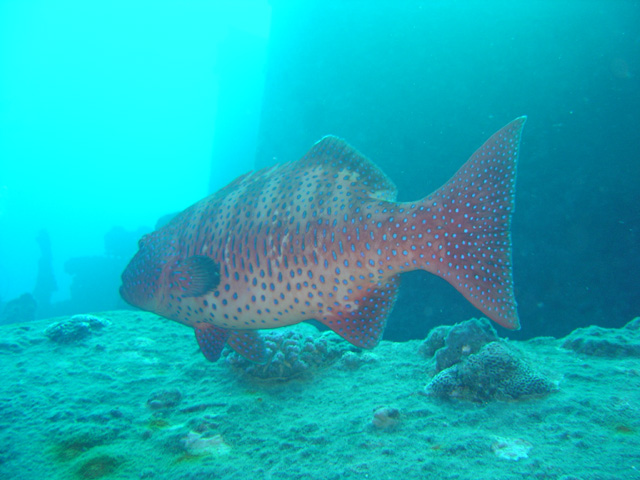 DSC00444
