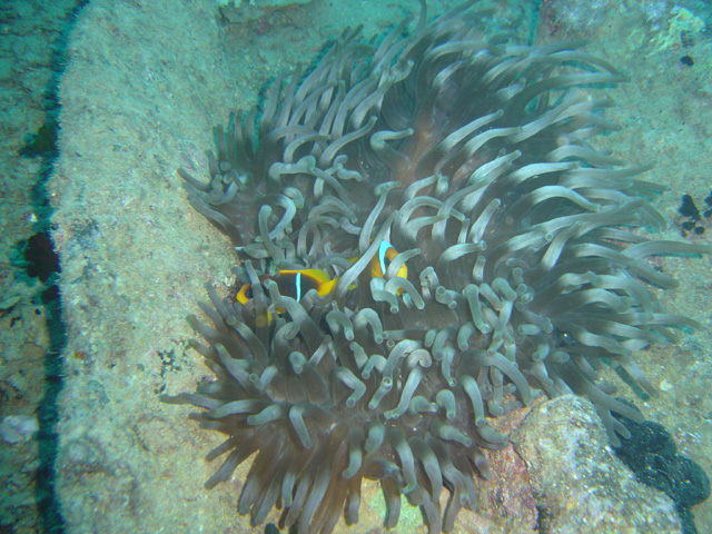 DSC00452