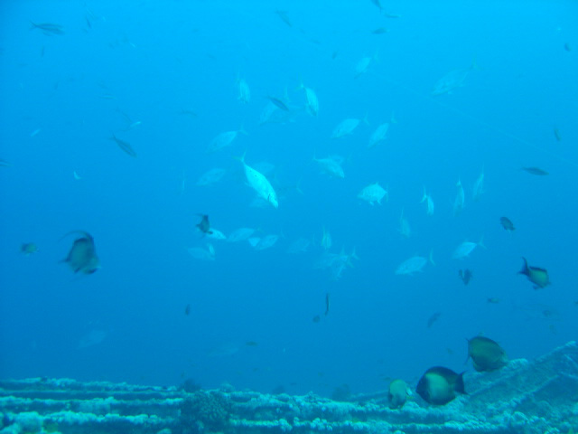 DSC00483
