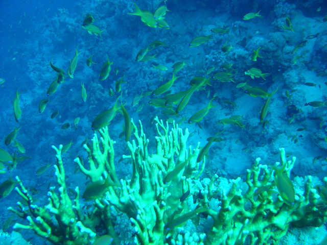 DSC00517