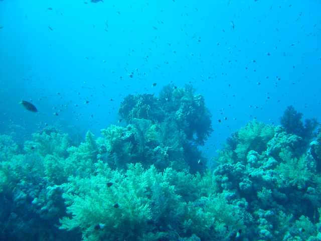 DSC00519