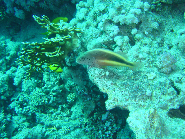 DSC00521