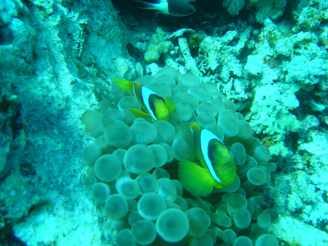 DSC00522