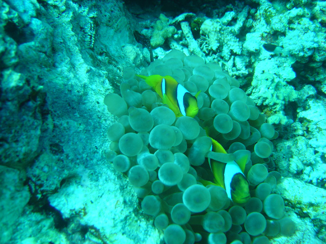 DSC00523