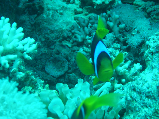 DSC00554