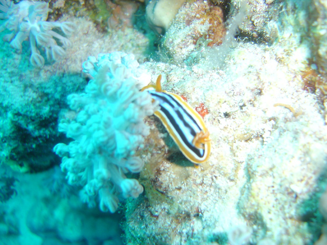 DSC00600
