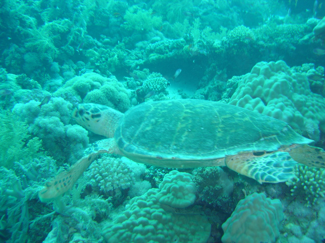 DSC00606
