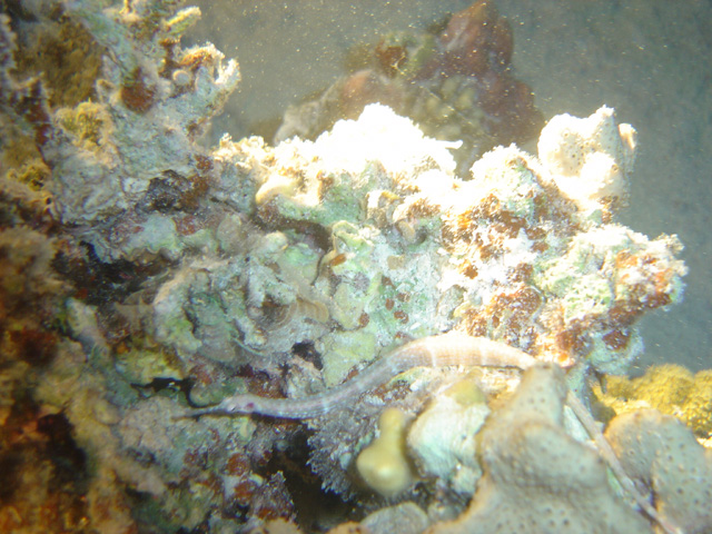 DSC00619