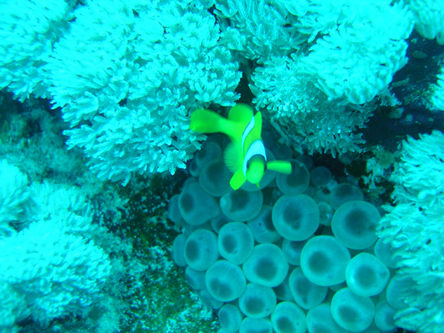 DSC00636