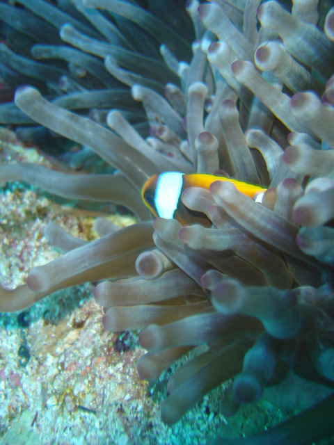 DSC00646