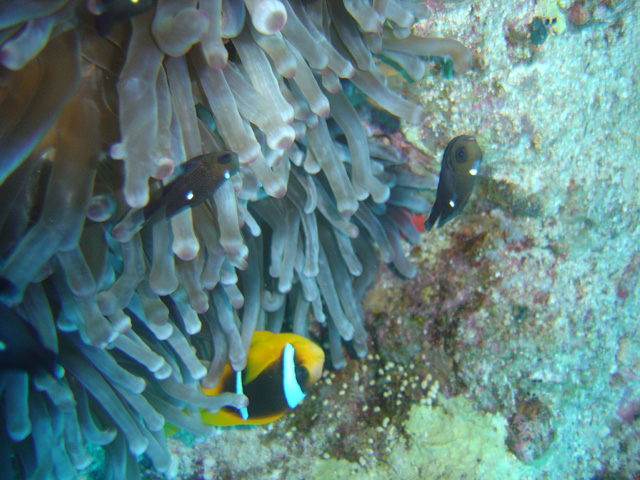 DSC00649