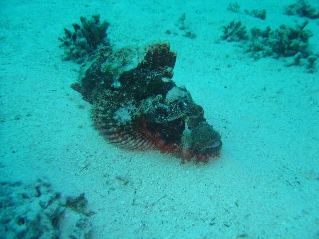 DSC00656