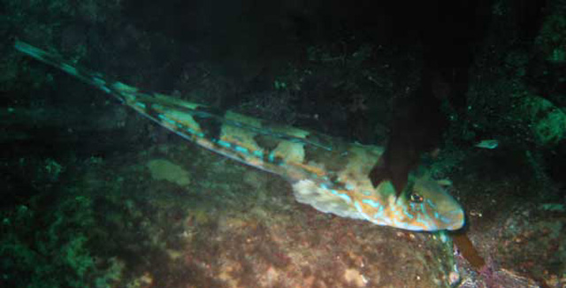 sjokock