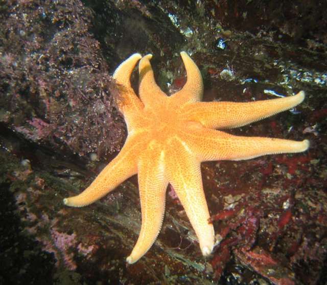 solstjarna