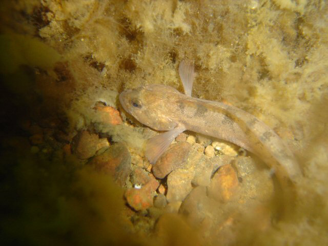 fisk2-040717