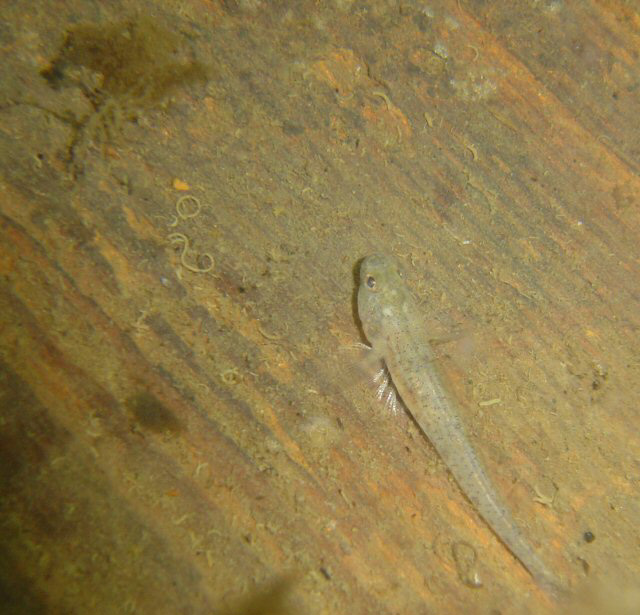 fisk4-040717