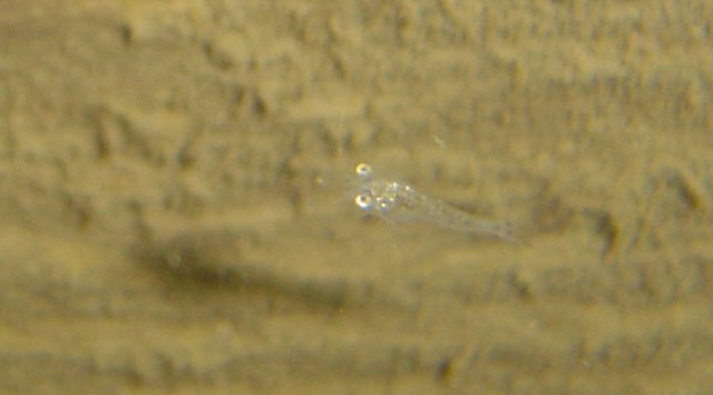fisk5-040717