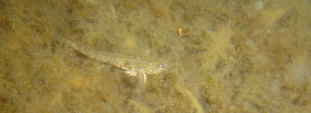 fisk6-040717