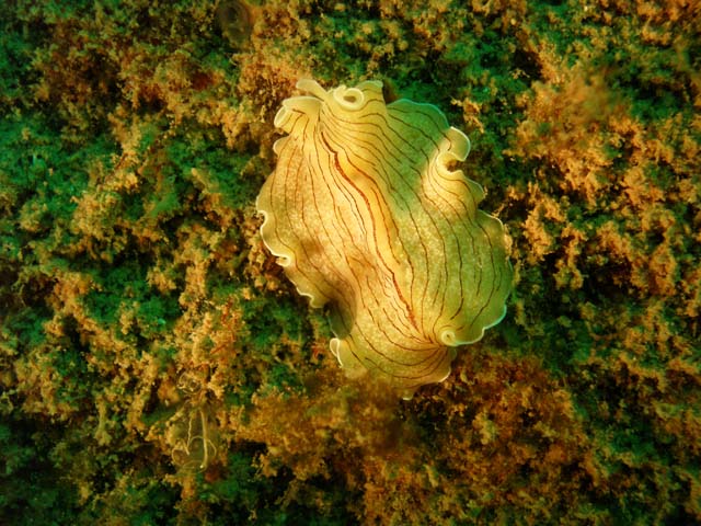 P7181260