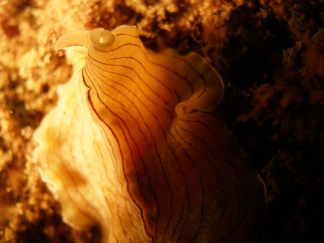 P7181265