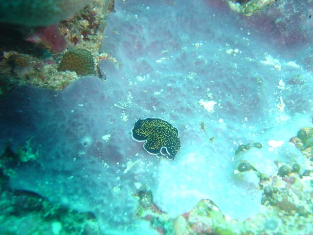 DSC02668