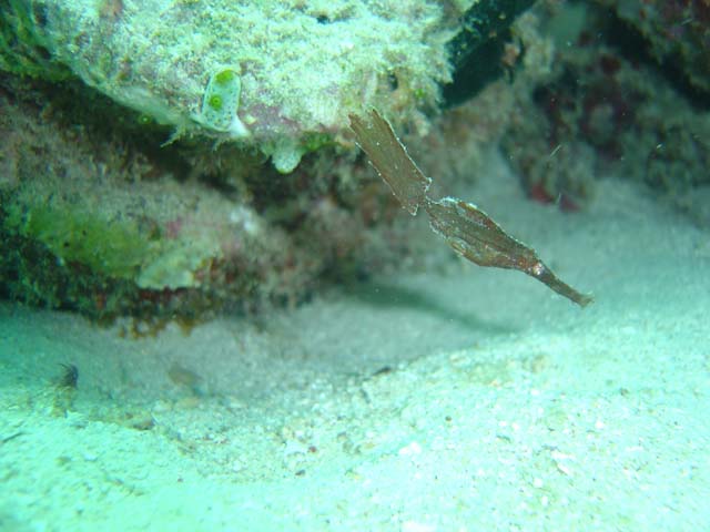 DSC02926