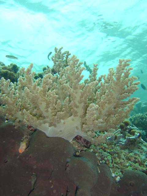 DSC03238
