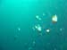 DSC03317a