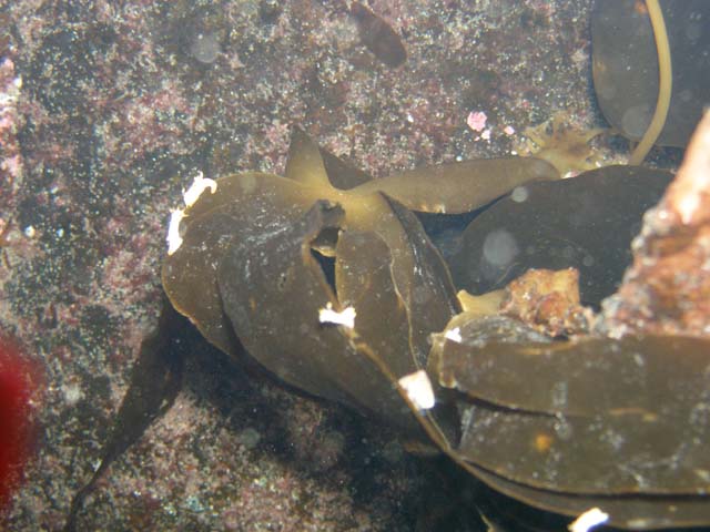 PB182715