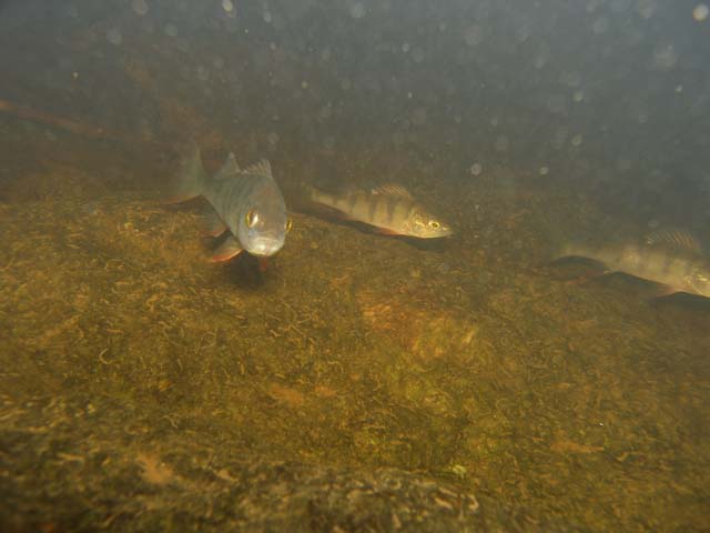 P7060628