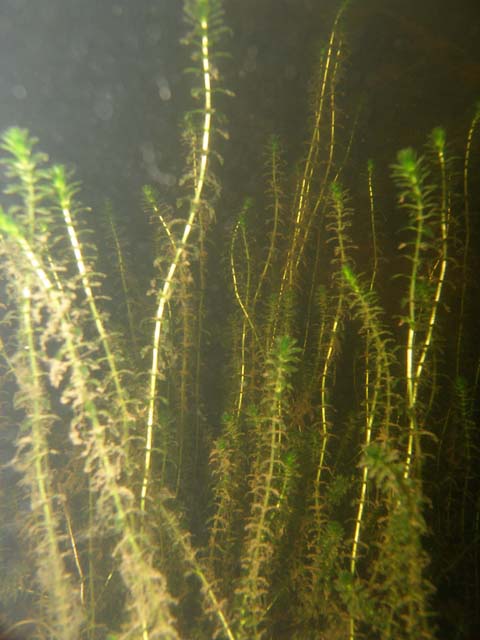P7060655