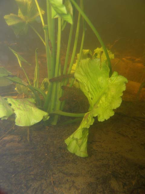 P7060666