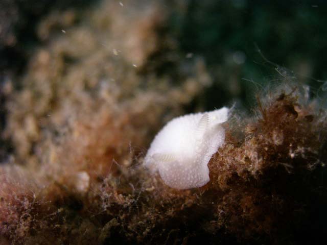 PB042311