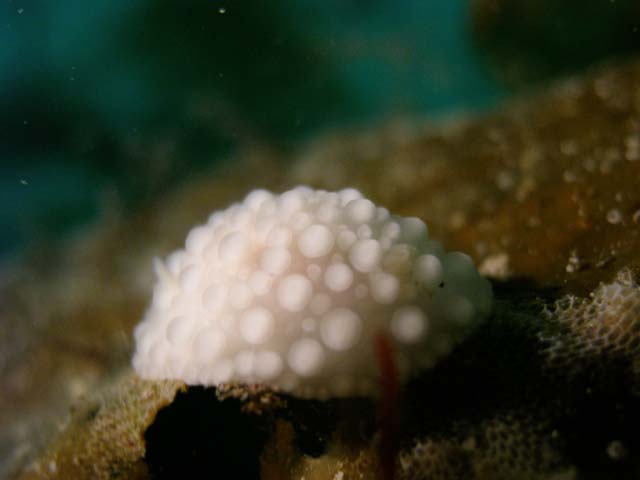 PB052502