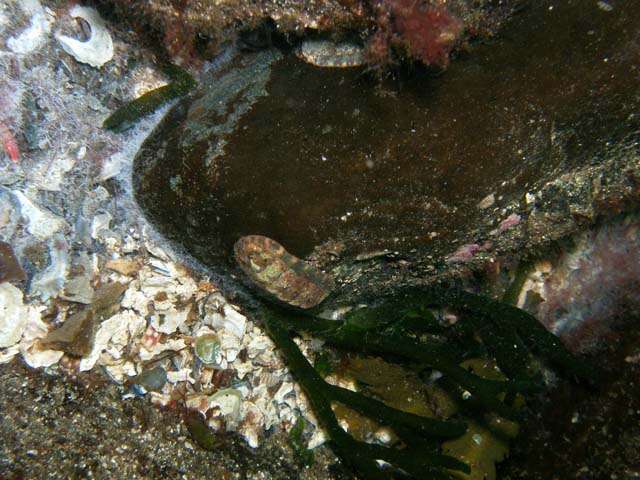 PB052538
