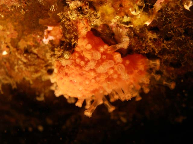 PB052557